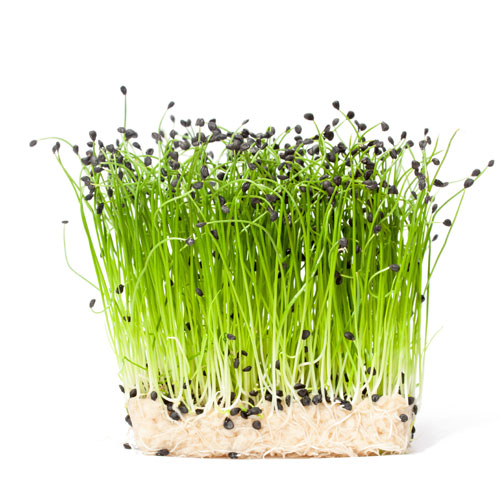 Garlic Chives Microgreens Chinese Chives Seeds 500e seeds Garlic Chives Herb