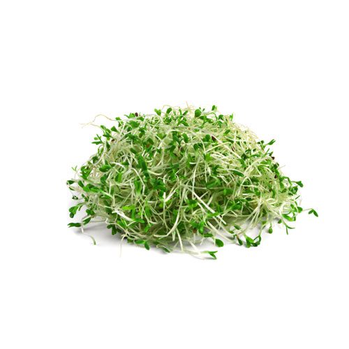 Fresh alfalfa sprouts