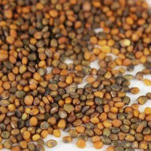 Raw arugula sprouting seed