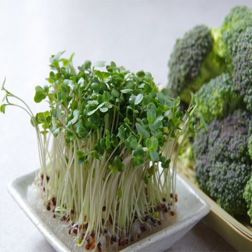 Fresh broccoli sprouts