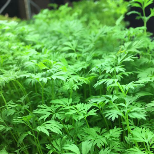 Carrot microgreens