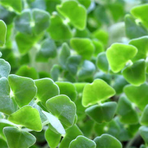 Chia sprouts grown from chia seed