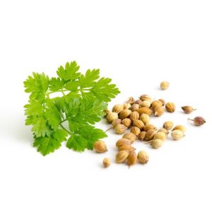 Raw cilantro seed for microgreens