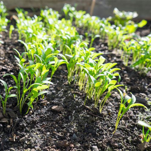 Cilantro microgreens