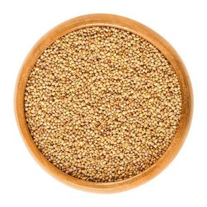Crimson clover sprouting seed in a wooden bowl