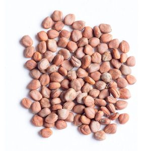 Raw daikon radish sprouting seed