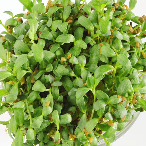 Fresh fenugreek sprouts