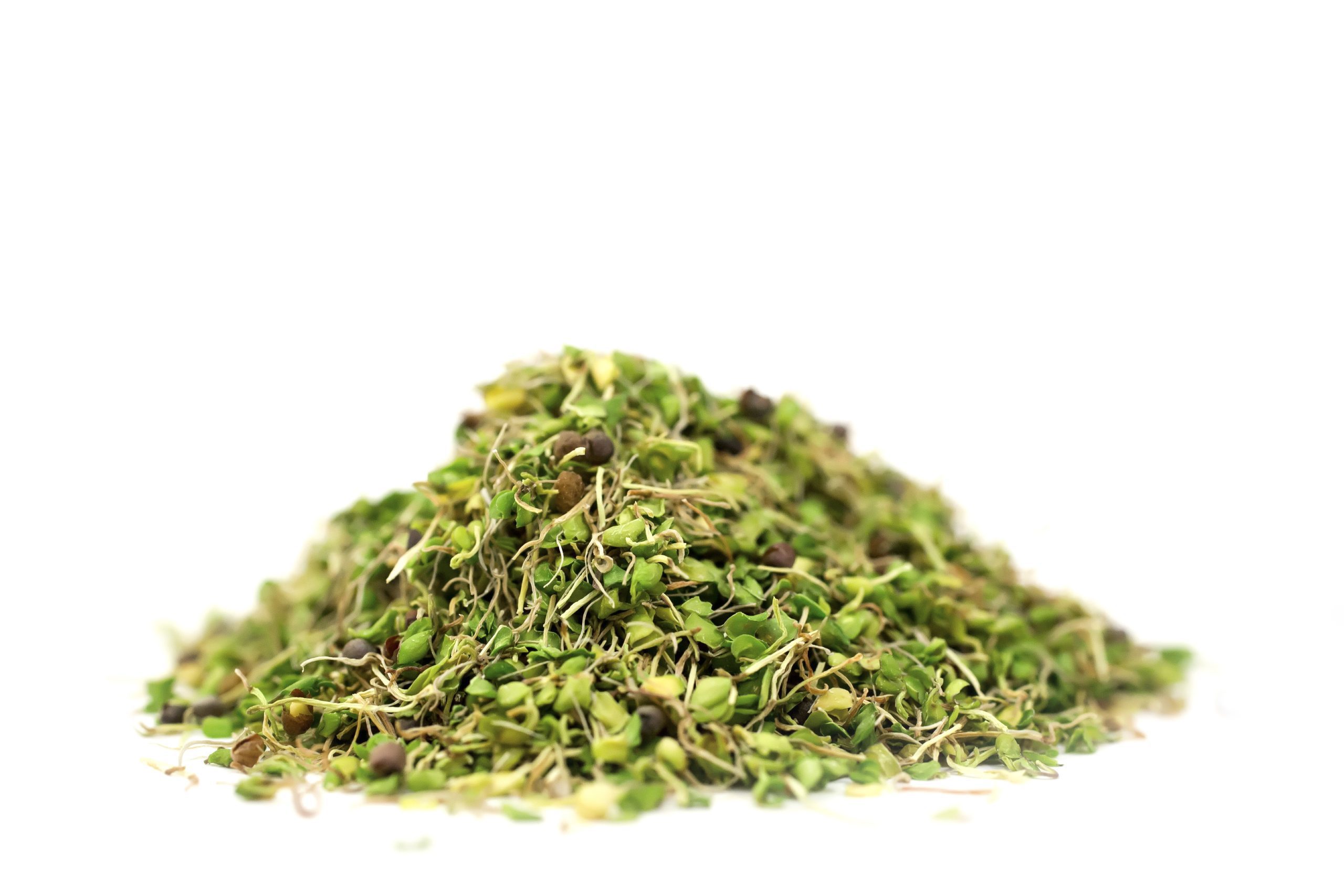 Fresh green sprouts