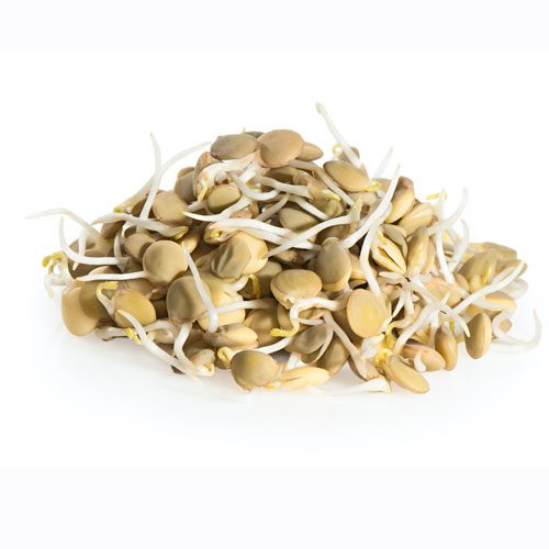 Green lentil sprouts