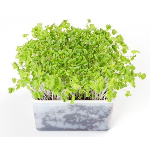 Mizuna mustard microgreens