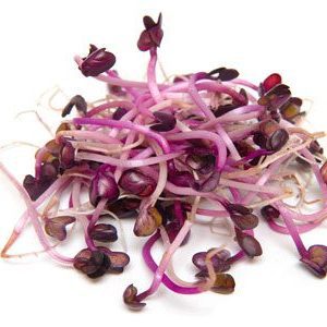 Rambo radish sprouts