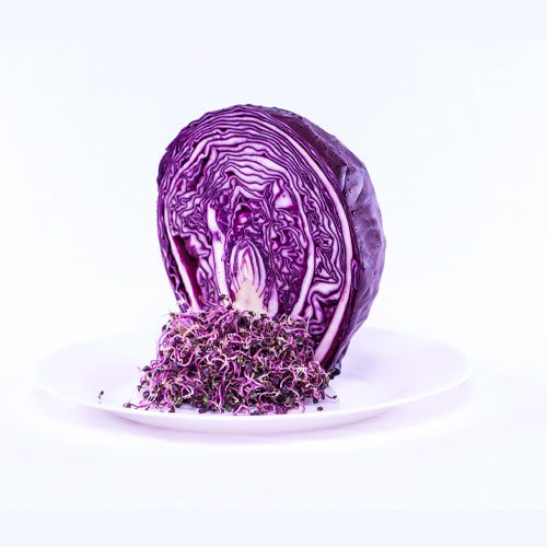 Red cabbage sprouts