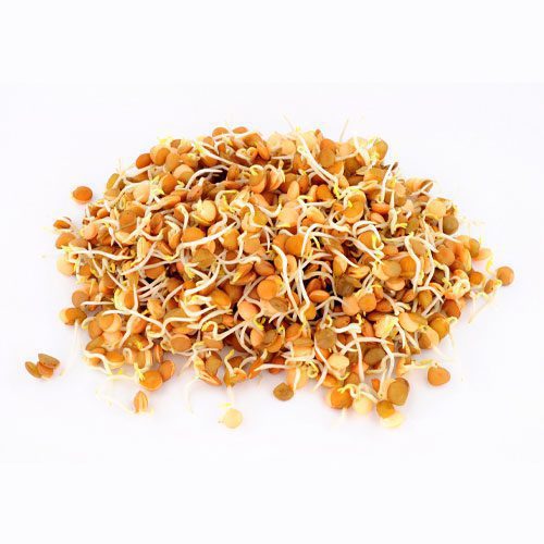 Red lentil sprouts