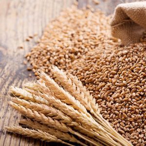 Wheat ears and grains used for wheatgrass