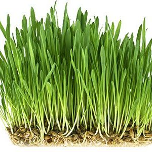 Wheatgrass grown from wheat seed