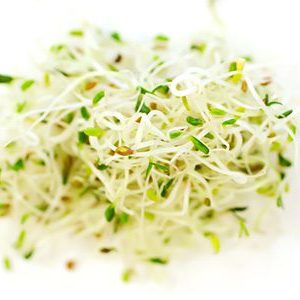 Alfalfa and clover sprouting seed mix
