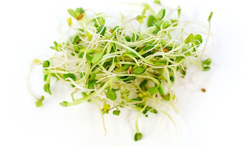 Broccoli and clover sprouting seed mix