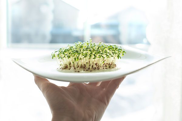hand holding plate with sprouts