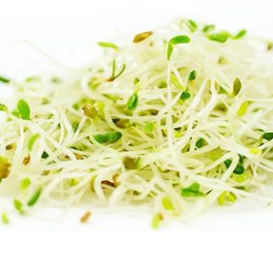 Alfalfa sprouting seed
