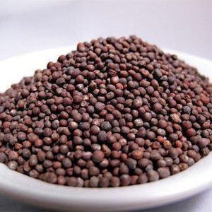 Raw red cabbage sprouting seed