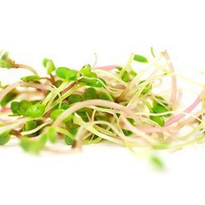 Spicy sprout seed mix