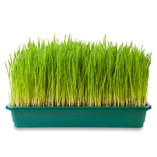 Wheatgrass grown from wheat seed
